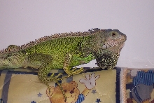 iguana for 20 months