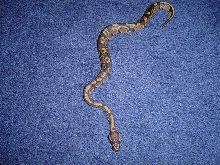 My new BP!