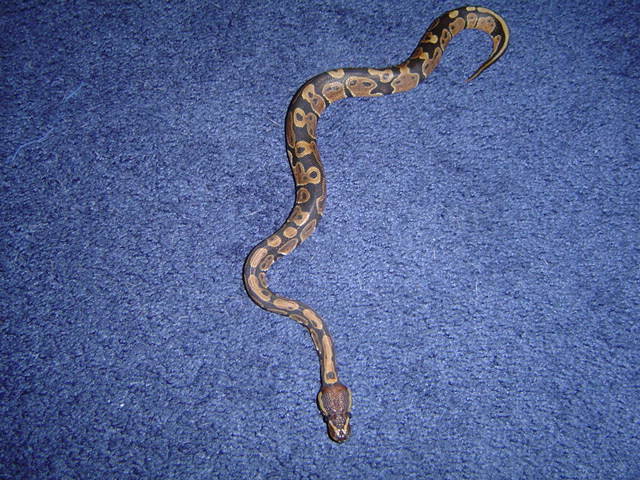 My new BP!