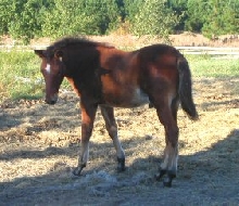 Embellazo Colt '04