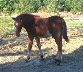 Embellazo Colt '04