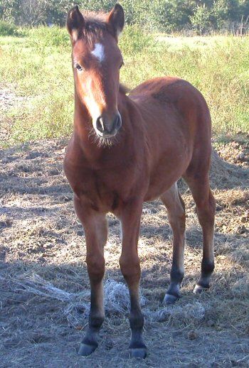Embellazo Colt Posing