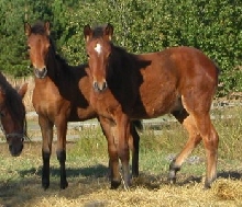 '04 foals