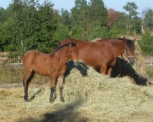 Pazarro de Favorito Filly '04