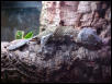 Uroplatus  sikorae