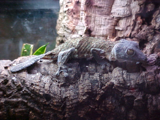 Uroplatus  sikorae