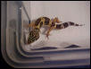 normal leopard gecko