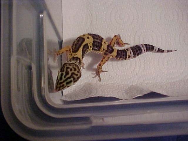 normal leopard gecko