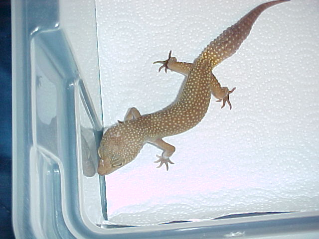 Patternless Leopard Gecko
