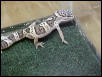Female Snow Leopard Gecko