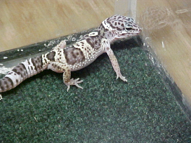 Female Snow Leopard Gecko