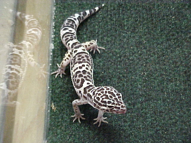 Male Snow Leopard Gecko