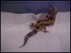 Striped Leopard Gecko