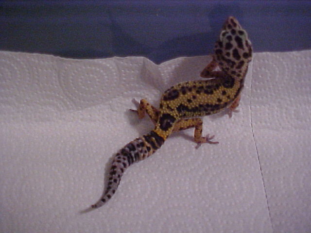 Striped Leopard Gecko