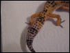 Female Tangerine Leopard Gecko