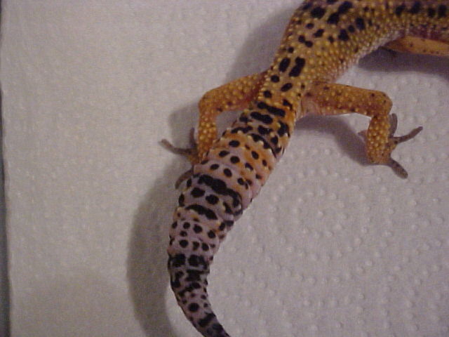 Female Tangerine Leopard Gecko
