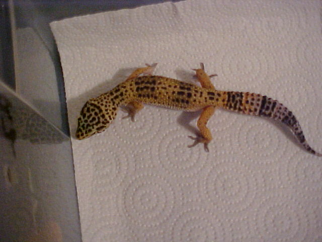 tangerine leopard gecko