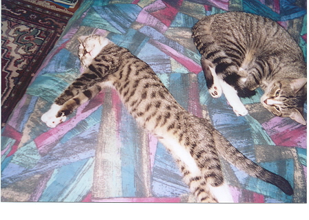 allie stretched