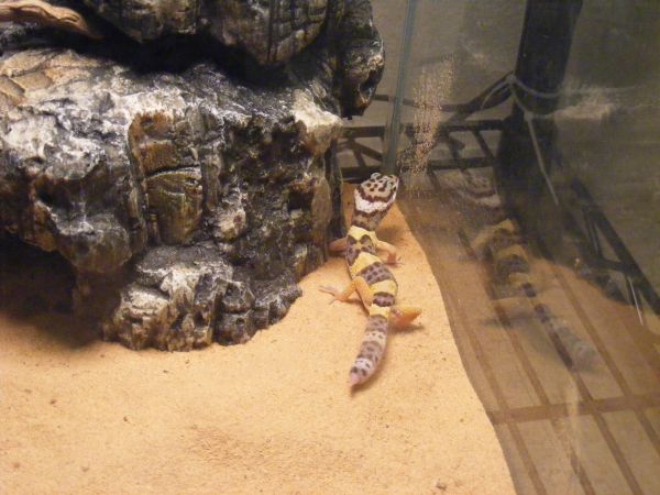 High yellow baby with tail regrowing