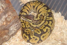 04 bell line pastel female