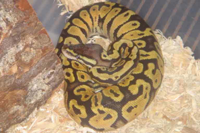 04 bell line pastel female