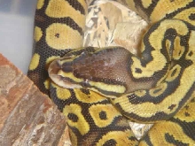 04 bell line pastel female