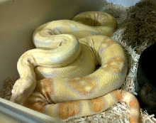 2008 albino jungle