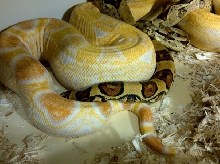 Sharp Jungle breeding