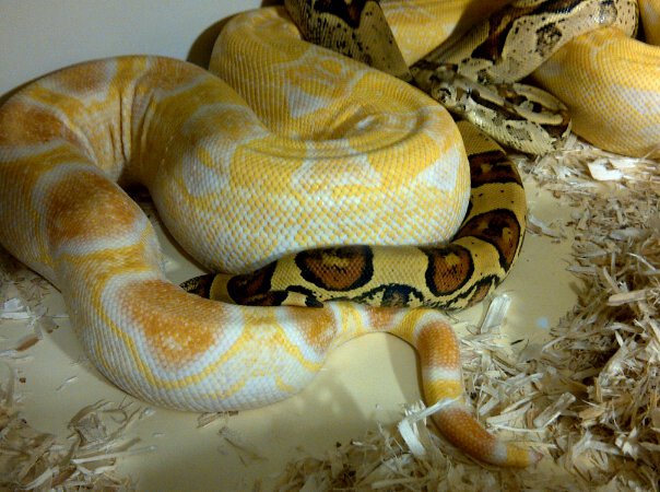 Sharp Jungle breeding