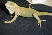 albino colombian