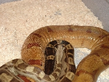 hypomotleytogether