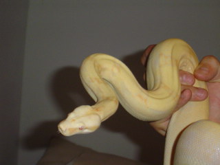 03 Kahl albino
