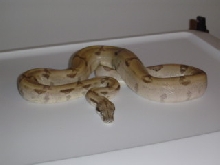 ghost boa