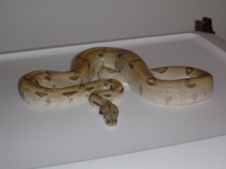ghost boa