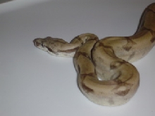 Ghost Boa