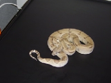 ghost boa