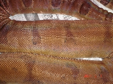 swellinghypo