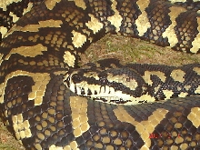 carpetpythonfemale