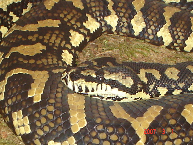 carpetpythonfemale