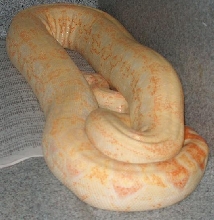 coral