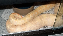 coral x albino