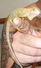 iguana