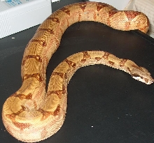 Hypo