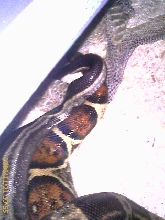 motley x pastel