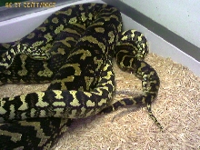 carpet breeding