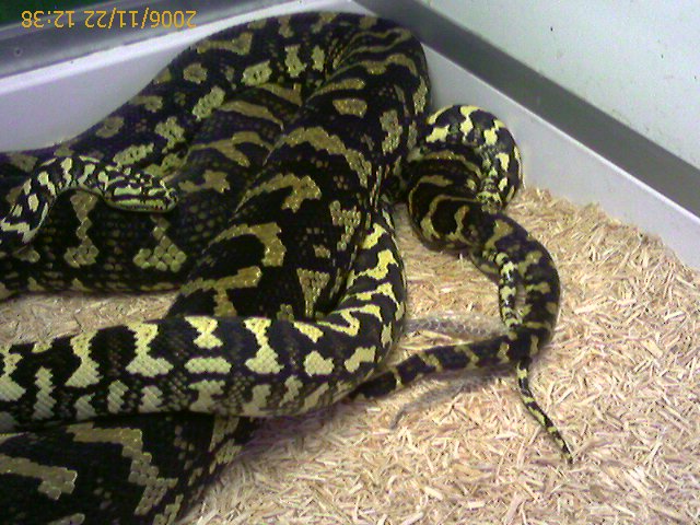 carpet breeding