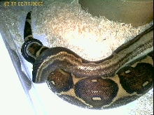 Motley Breeding