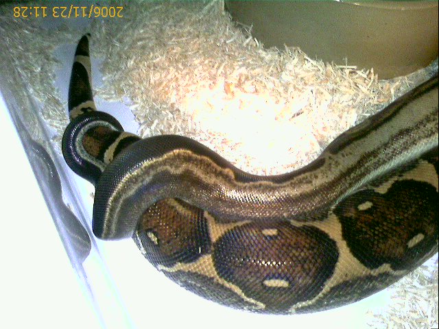 Motley Breeding