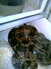 boa swelling