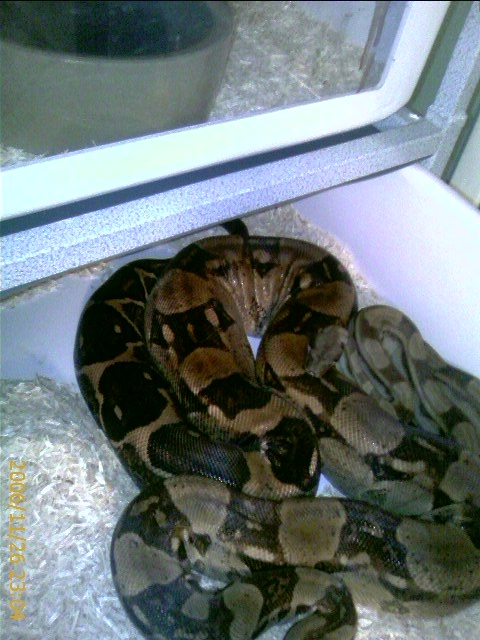 boa swelling